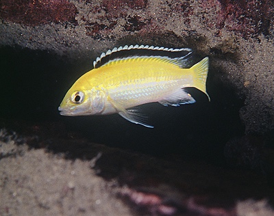 Labidochromis caeruleus 'Lion's Cove'